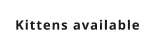 Kittens available