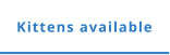 Kittens available